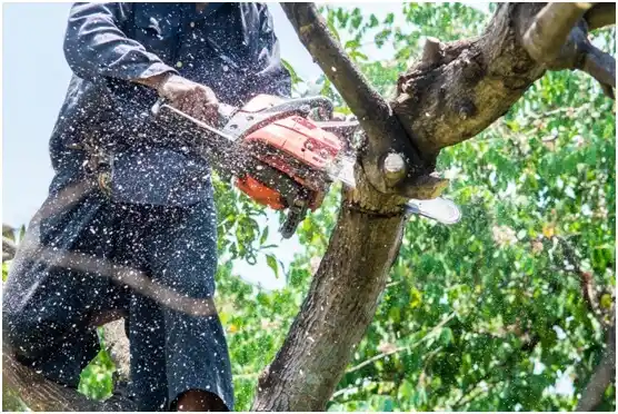 tree services Economy